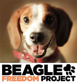 Live Shows at Amoeba - Upcoming Shows - Beagle Freedom Project Adoption