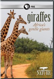 Giraffes: Africa's Gentle Gian