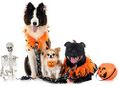HOWL-O-WEEN Dog Costume Contest at Amoeba Hollywood