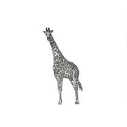 Giraffe, Juni (12")