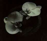 Mike Patton, Corpse Flower (LP)