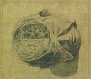 Farsot, Insects (LP)