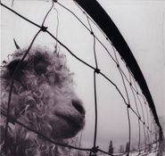 Pearl Jam, Vs. [Clear Vinyl] (LP)