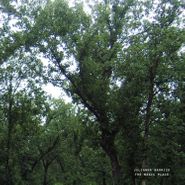 Julianna Barwick, The Magic Place (LP)