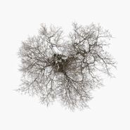 John Metcalfe, Tree (LP)