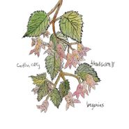 Caitlin Cary, Begonias (CD)