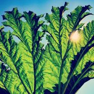Pfarmers, Gunnera (LP)
