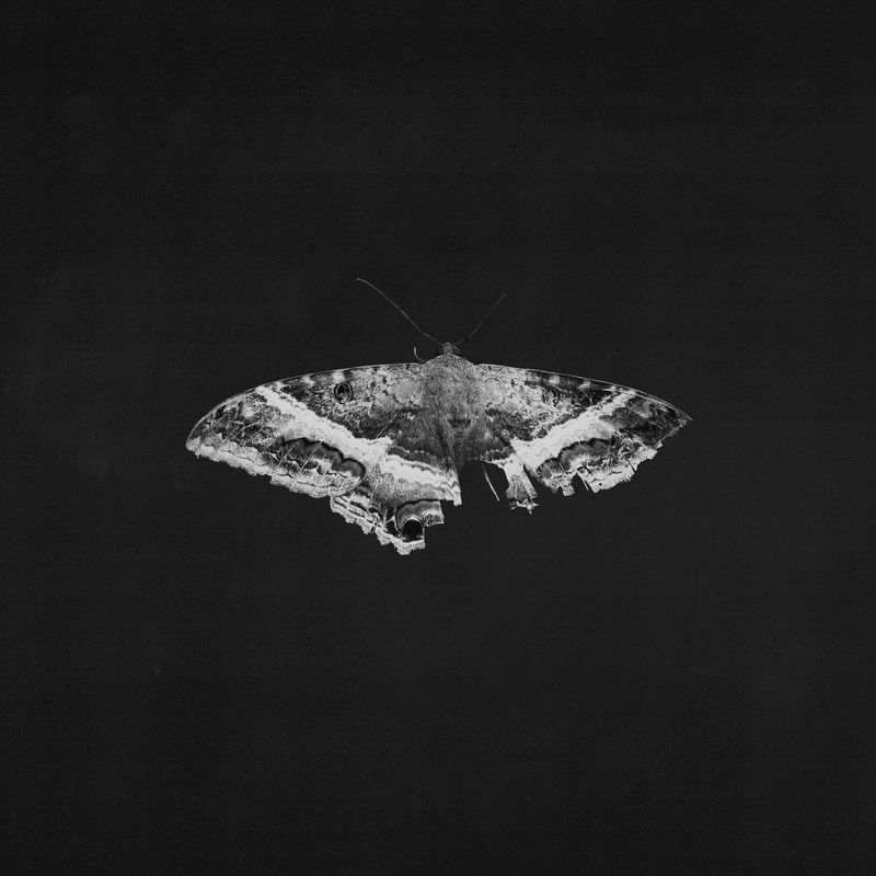 Butterfly – The Music of Butterfly 【LP】 Butterfly – The Music of Butterfly (LP, deluxe edition