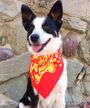 Amoeba Dog Bandana