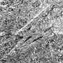 Silver (CD)