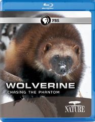 Wolverine-Chasing The Phantom (DVD)