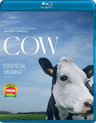 Cow [2021] (BLU)